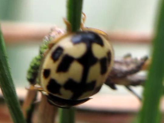Vierzehnpunkt Marienkäfer, Propylea quatuordecimpunctata