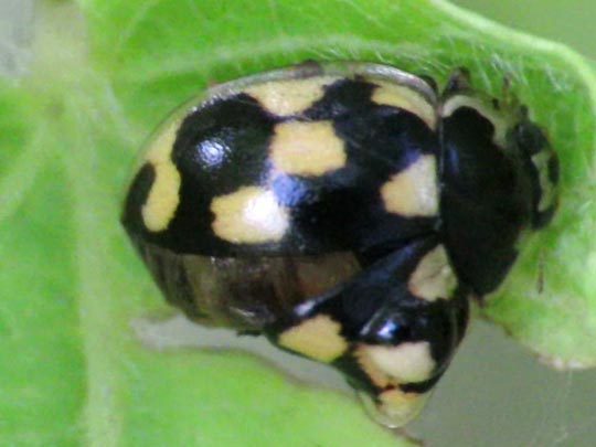 Vierzehnpunkt Marienkäfer, Propylea quatuordecimpunctata