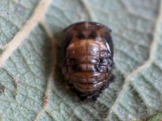 Vierzehnpunkt Marienkäfer, Propylea quatuordecimpunctata