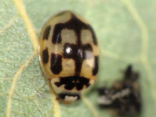 Vierzehnpunkt Marienkäfer, Propylea quatuordecimpunctata