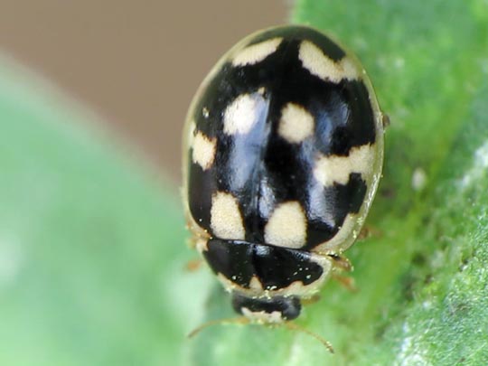 Vierzehnpunkt Marienkäfer, Propylea quatuordecimpunctata