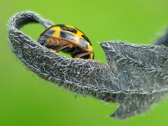 Vierzehnpunkt Marienkäfer, Propylea quatuordecimpunctata