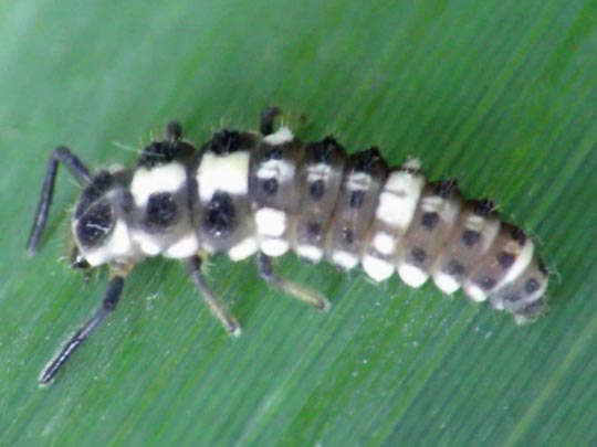 Vierzehnpunkt Marienkäfer, Propylea quatuordecimpunctata