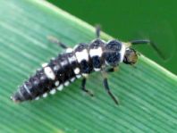 Vierzehnpunkt Marienkäfer, Propylea quatuordecimpunctata