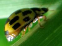 Vierzehnpunkt Marienkäfer, Propylea quatuordecimpunctata