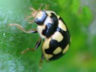 Vierzehnpunkt Marienkäfer, Propylea quatuordecimpunctata