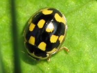 Vierzehnpunkt Marienkäfer, Propylea quatuordecimpunctata