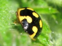 Vierzehnpunkt Marienkäfer, Propylea quatuordecimpunctata