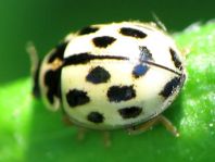 Vierzehnpunkt Marienkäfer, Propylea quatuordecimpunctata