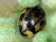 Vierzehnpunkt Marienkäfer, Propylea quatuordecimpunctata