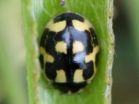 Vierzehnpunkt Marienkäfer, Propylea quatuordecimpunctata