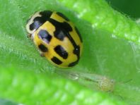Vierzehnpunkt Marienkäfer, Propylea quatuordecimpunctata