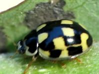 Vierzehnpunkt Marienkäfer, Propylea quatuordecimpunctata