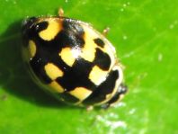 Vierzehnpunkt Marienkäfer, Propylea quatuordecimpunctata