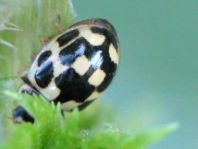 Vierzehnpunkt Marienkäfer, Propylea quatuordecimpunctata