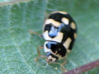 Vierzehnpunkt Marienkäfer, Propylea quatuordecimpunctata