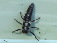 Vierzehnpunkt Marienkäfer, Propylea quatuordecimpunctata