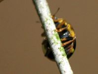 Vierzehnpunkt Marienkäfer, Propylea quatuordecimpunctata