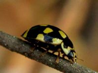 Vierzehnpunkt Marienkäfer, Propylea quatuordecimpunctata