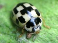 Vierzehnpunkt Marienkäfer, Propylea quatuordecimpunctata