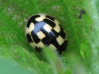 Vierzehnpunkt Marienkäfer, Propylea quatuordecimpunctata