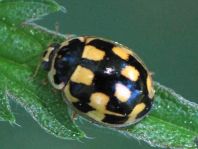 Vierzehnpunkt Marienkäfer, Propylea quatuordecimpunctata