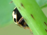 Vierzehnpunkt Marienkäfer, Propylea quatuordecimpunctata