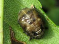 Vierzehnpunkt Marienkäfer, Propylea quatuordecimpunctata