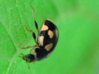 Vierzehnpunkt Marienkäfer, Propylea quatuordecimpunctata