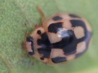 Vierzehnpunkt Marienkäfer, Propylea quatuordecimpunctata
