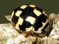 Vierzehnpunkt Marienkäfer, Propylea quatuordecimpunctata