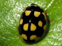 Vierzehnpunkt Marienkäfer, Propylea quatuordecimpunctata
