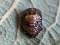 Vierzehnpunkt Marienkäfer, Propylea quatuordecimpunctata