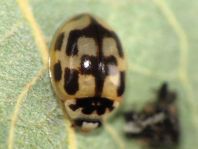 Vierzehnpunkt Marienkäfer, Propylea quatuordecimpunctata