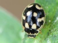 Vierzehnpunkt Marienkäfer, Propylea quatuordecimpunctata