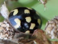 Vierzehnpunkt Marienkäfer, Propylea quatuordecimpunctata