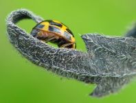 Vierzehnpunkt Marienkäfer, Propylea quatuordecimpunctata