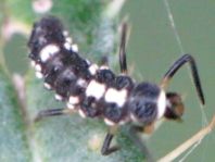 Vierzehnpunkt Marienkäfer, Propylea quatuordecimpunctata