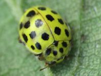Zweiundzwanzigpunkt Marienkäfer, Psyllobora vigintiduopunctat