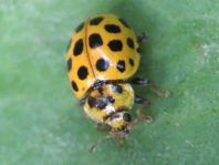 Zweiundzwanzigpunkt Marienkäfer, Psyllobora vigintiduopunctat