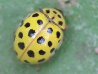 Zweiundzwanzigpunkt Marienkäfer, Psyllobora vigintiduopunctat