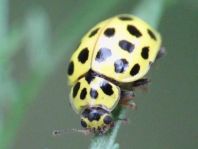 Zweiundzwanzigpunkt Marienkäfer, Psyllobora vigintiduopunctat