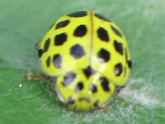 Zweiundzwanzigpunkt-Marienkäfer, Psyllobora vigintiduopunctata