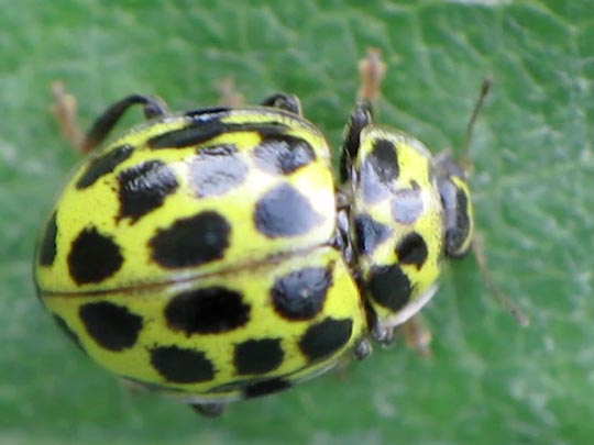 Zweiundzwanzigpunkt-Marienkäfer, Psyllobora vigintiduopunctata