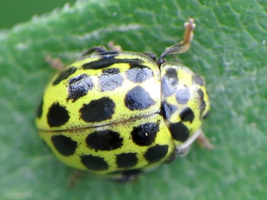 Zweiundzwanzigpunkt-Marienkäfer, Psyllobora vigintiduopunctata