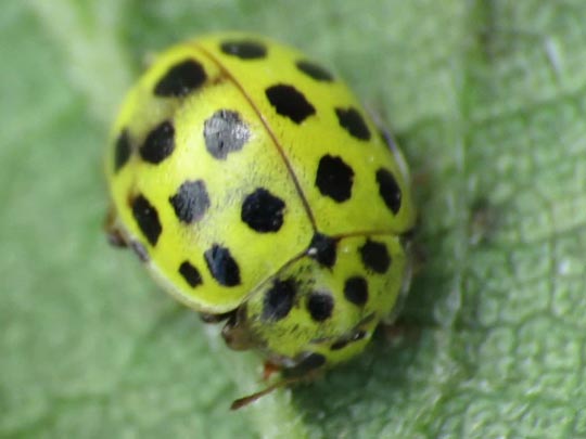Zweiundzwanzigpunkt-Marienkäfer, Psyllobora vigintiduopunctata