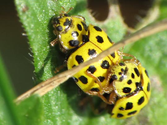 Zweiundzwanzigpunkt-Marienkäfer, Psyllobora vigintiduopunctata