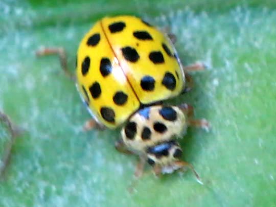 Zweiundzwanzigpunkt-Marienkäfer, Psyllobora vigintiduopunctata