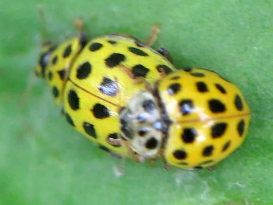 Zweiundzwanzigpunkt-Marienkäfer, Psyllobora vigintiduopunctata