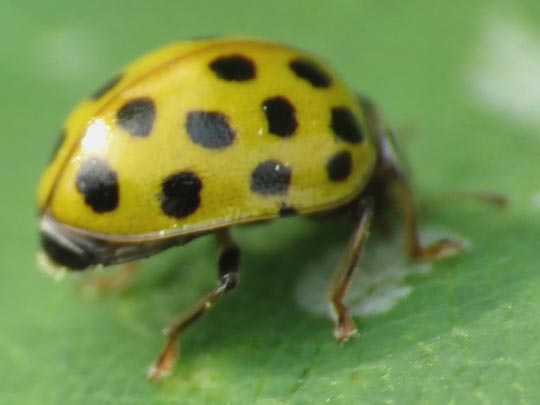 Zweiundzwanzigpunkt-Marienkäfer, Psyllobora vigintiduopunctata